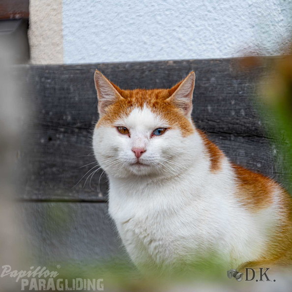 dt37.25-dirk-kunesch-277