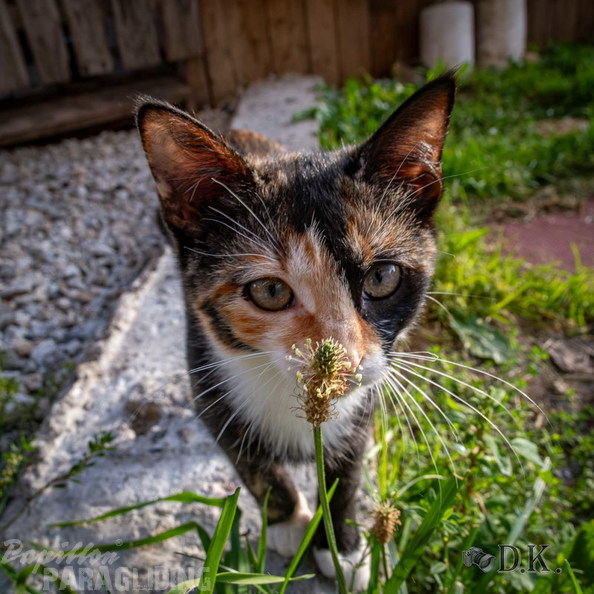 dt37.25-dirk-kunesch-100