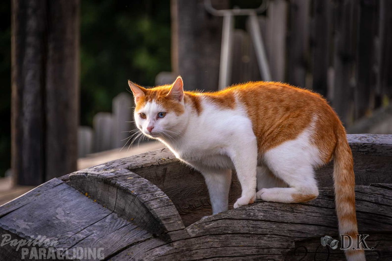 dt37.25-dirk-kunesch-105