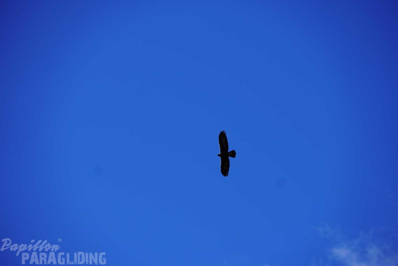 dh43.25-luesen-paragliding-309