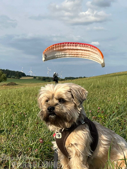 papillon-fotowettbewerb-2025-152.jpg