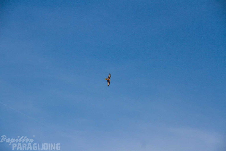abtsrodaer-kuppe-papillon-paragliding-26-03-07-321